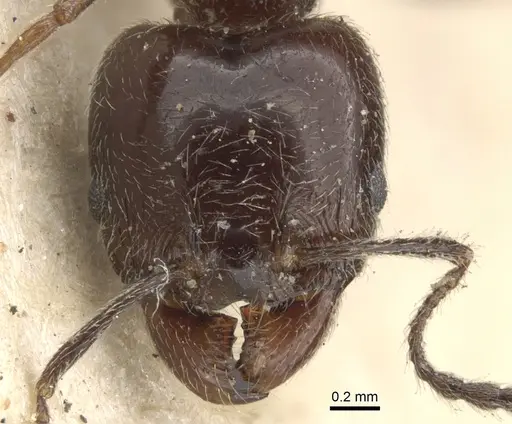 Pheidole cameroni specimen CASENT0901571 image casent0901571_2
