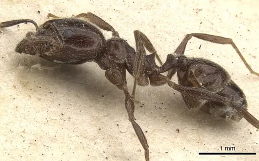Pheidole cameroni specimen CASENT0901571 image casent0901571_3