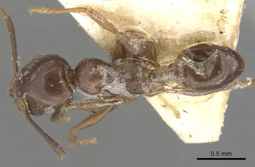 Pheidole cameroni specimen CASENT0901572 image casent0901572_1