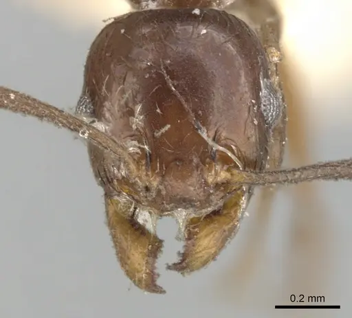 Pheidole cameroni specimen CASENT0901572 image casent0901572_2
