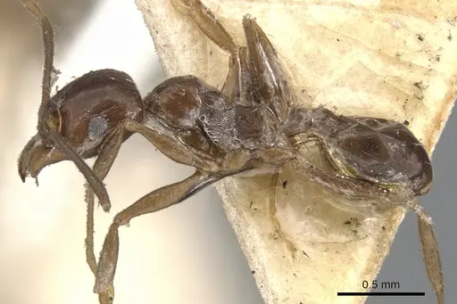Pheidole cameroni specimen CASENT0901572 image casent0901572_3