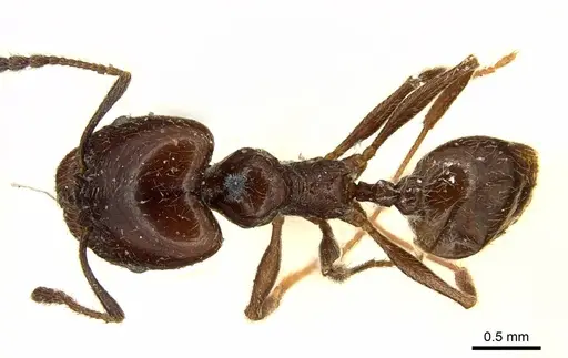 Pheidole cameroni specimen CASENT0916054 image casent0916054_1