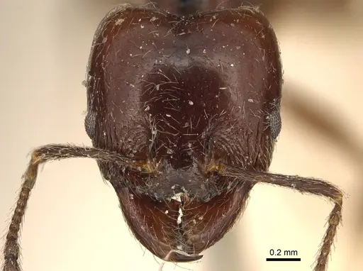 Pheidole cameroni specimen CASENT0916054 image casent0916054_2