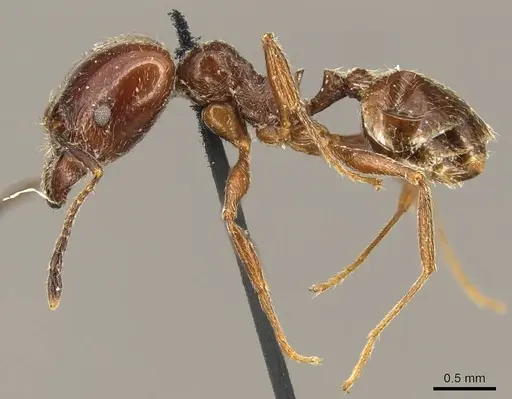 Pheidole cameroni specimen CASENT0916054 image casent0916054_3