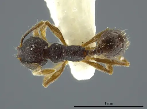 Pheidole camilla specimen JTLC000016336 image jtlc000016336_1