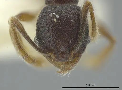 Pheidole camilla specimen JTLC000016336 image jtlc000016336_2