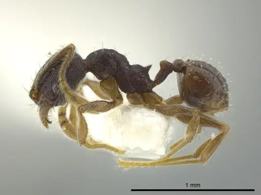 Pheidole camilla specimen JTLC000016336 image jtlc000016336_3