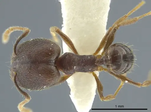 Pheidole camilla specimen JTLC000016337 image jtlc000016337_1