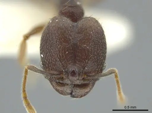 Pheidole camilla specimen JTLC000016337 image jtlc000016337_2