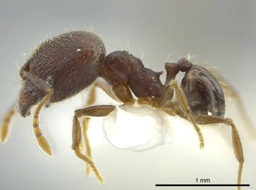 Pheidole camilla specimen JTLC000016337 image jtlc000016337_3
