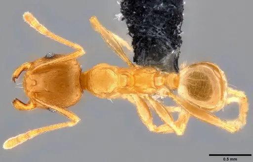 Pheidole capellinii specimen CASENT0282653 image casent0282653_1