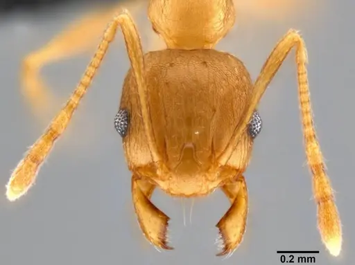 Pheidole capellinii specimen CASENT0282653 image casent0282653_2