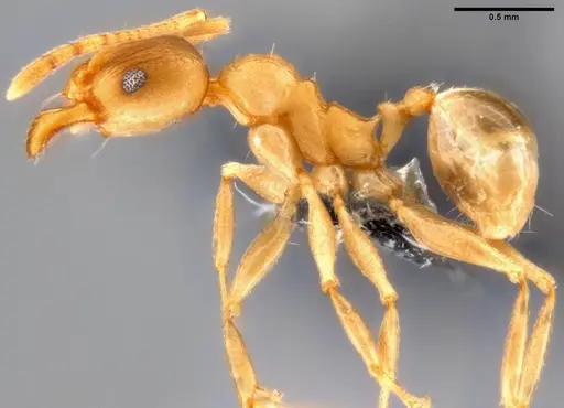 Pheidole capellinii specimen CASENT0282653 image casent0282653_3