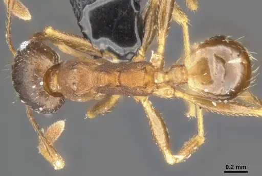 Pheidole capellinii specimen CASENT0284034 image casent0284034_1