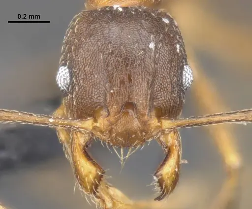 Pheidole capellinii specimen CASENT0284034 image casent0284034_2
