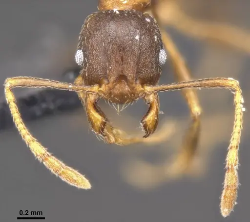 Pheidole capellinii specimen CASENT0284034 image casent0284034_3