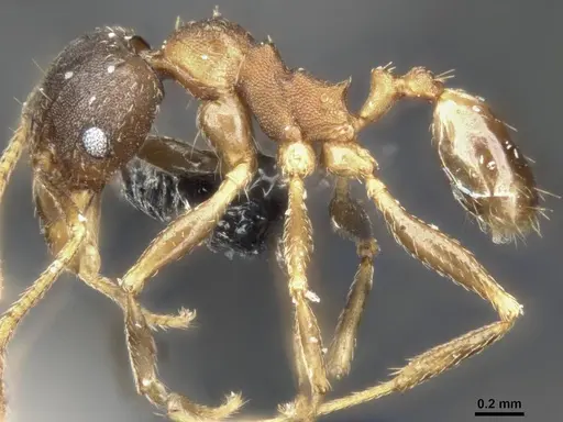Pheidole capellinii specimen CASENT0284034 image casent0284034_4