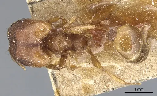 Pheidole capellinii specimen CASENT0904242 image casent0904242_1