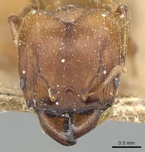 Pheidole capellinii specimen CASENT0904242 image casent0904242_2