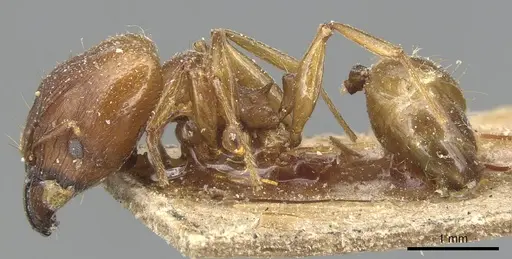 Pheidole capellinii specimen CASENT0904242 image casent0904242_3