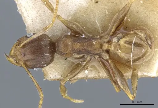 Pheidole capellinii specimen CASENT0904252 image casent0904252_1