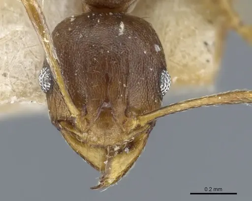 Pheidole capellinii specimen CASENT0904252 image casent0904252_2