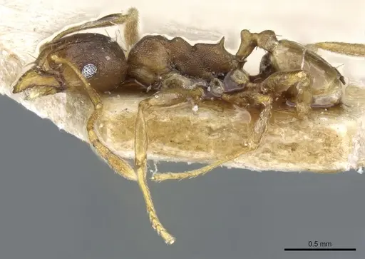 Pheidole capellinii specimen CASENT0904252 image casent0904252_3