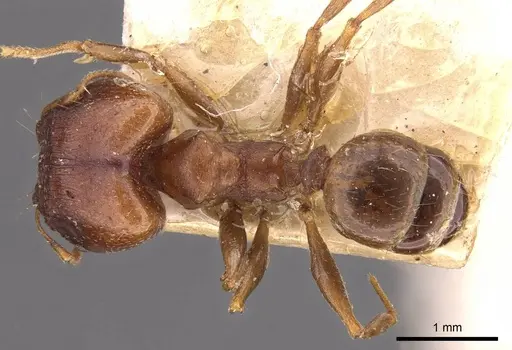 Pheidole capellinii specimen CASENT0907860 image casent0907860_1