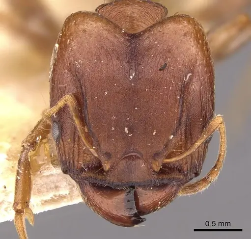 Pheidole capellinii specimen CASENT0907860 image casent0907860_2