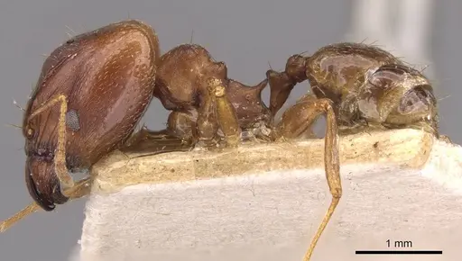 Pheidole capellinii specimen CASENT0907860 image casent0907860_3
