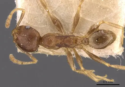 Pheidole capellinii specimen CASENT0907861 image casent0907861_1