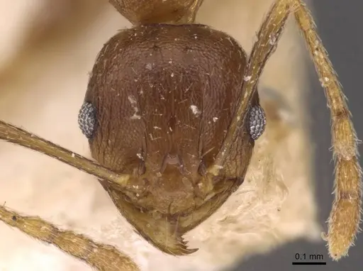 Pheidole capellinii specimen CASENT0907861 image casent0907861_2