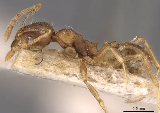 Pheidole capellinii specimen CASENT0907861 image casent0907861_3