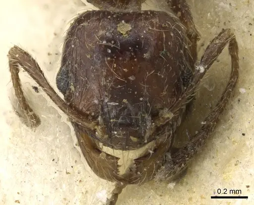 Pheidole capensis specimen CASENT0901300 image casent0901300_2