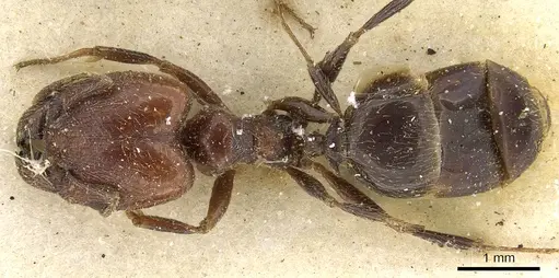 Pheidole capensis specimen CASENT0901301 image casent0901301_1