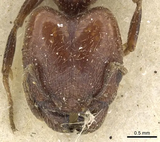Pheidole capensis specimen CASENT0901301 image casent0901301_2