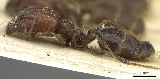 Pheidole capensis specimen CASENT0901301 image casent0901301_3