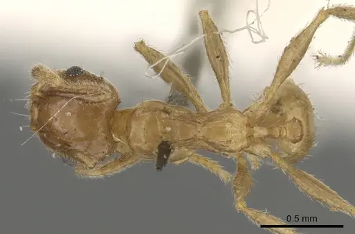 Pheidole capensis specimen CASENT0901306 image casent0901306_1