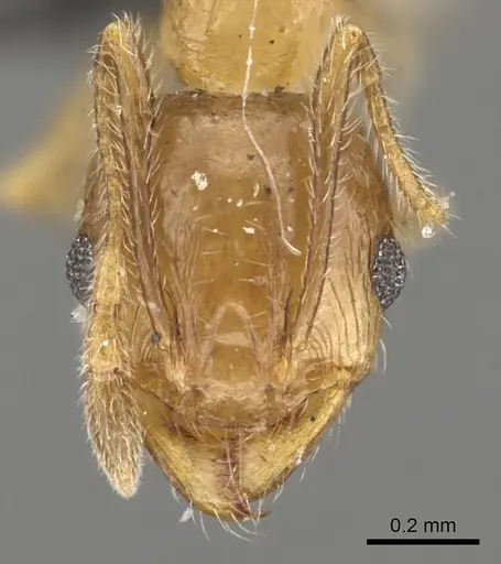 Pheidole capensis specimen CASENT0901306 image casent0901306_2