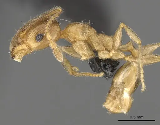 Pheidole capensis specimen CASENT0901306 image casent0901306_3