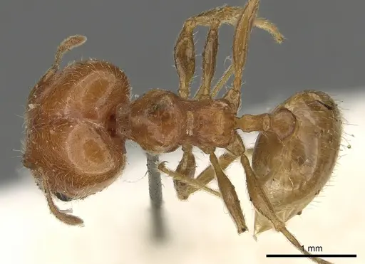 Pheidole capensis specimen CASENT0901307 image casent0901307_1