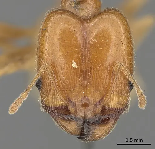 Pheidole capensis specimen CASENT0901307 image casent0901307_2