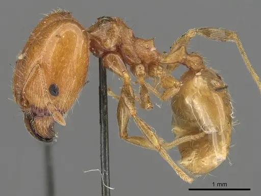 Pheidole capensis specimen CASENT0901307 image casent0901307_3