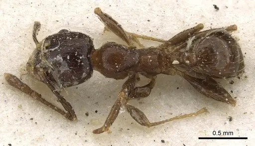 Pheidole capensis specimen CASENT0901308 image casent0901308_1