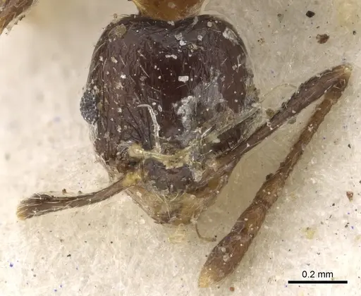 Pheidole capensis specimen CASENT0901308 image casent0901308_2