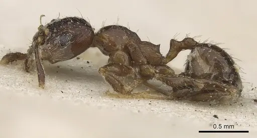 Pheidole capensis specimen CASENT0901308 image casent0901308_3