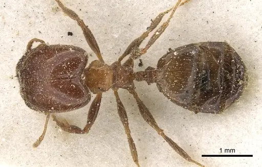Pheidole capensis specimen CASENT0901309 image casent0901309_1