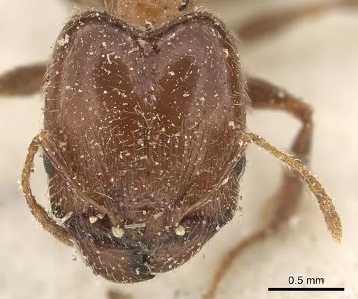 Pheidole capensis specimen CASENT0901309 image casent0901309_2
