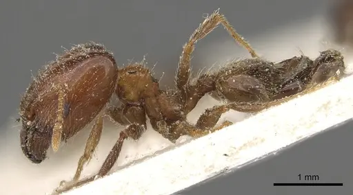 Pheidole capensis specimen CASENT0901309 image casent0901309_3