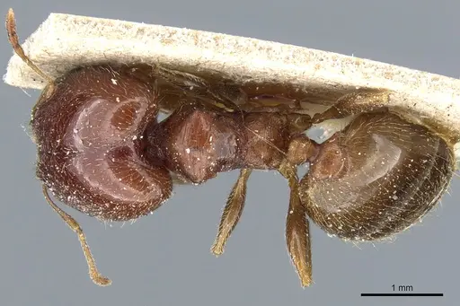 Pheidole capensis specimen CASENT0904201 image casent0904201_1